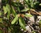 Dwarf Banksia, Banksia oblongifolia