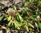 Dwarf Banksia, Banksia oblongifolia