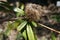 Dwarf Banksia, Banksia oblongifolia