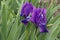 Dwarf Bearded Iris flowers