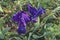 Dwarf Bearded Iris flowers