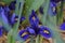 Dwarf Blue Iris from early spring