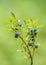 Dwarf Blueberry with Ripe Fruits