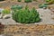 Dwarf bosnian pine tree Pinus leucodermis - decorative undersize evergreen coniferous plant