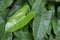 Dwarf Bouquet leaves, Dracaena dermensis.