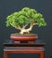 Dwarf boxwood bonsai