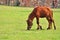 Dwarf brown horse