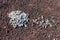 Dwarf buckwheat plant on volcanic cinder