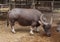 Dwarf buffalo