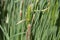 Dwarf bulrush