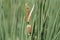 Dwarf bulrush