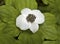 Dwarf bunchberry (Cornus unalaschkensis)