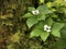 The dwarf bunchberry (Cornus unalaschkensis)