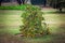 Dwarf Bush with tangerines. Low tree with small varieties of oranges.