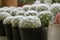 Dwarf Cactus Collection.Dwarf Cactus Shop