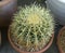 Dwarf cactus in a small pot