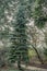 Dwarf California red fir Abies magnifica Nana, tree with blue-green needles