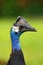 Dwarf cassowary Casuarius bennetti, also known as Bennett`s cassowary, little or mountain cassowary or mooruk, portrait.