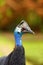 Dwarf cassowary Casuarius bennetti, also known as Bennett`s cassowary, little or mountain cassowary or mooruk, portrait.