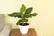 Dwarf cavendish banana tree inside. How to care for bananas in pots concept