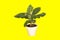 Dwarf cavendish banana tree isolated on yellow background