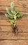 Dwarf Cavendish banana tree on wooden background