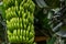 Dwarf Cavendish bananas from the Canary Islands