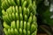 Dwarf Cavendish bananas from the Canary Islands