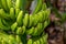 Dwarf Cavendish bananas from the Canary Islands