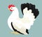 Dwarf Chicken white with black feathers on the tail and wings. Vector isolate in cartoon flat style. Poultry on a blue background.