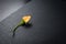 Dwarf Chinese rose flower with orange petals, close-up on dark stone background