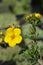 Dwarf Cinquefoil close up