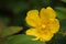 Dwarf Cinquefoil - Potentilla canadensis