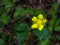 Dwarf Cinquefoil Wildflower - Potentilla robbinsiana