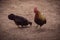 Dwarf cock and hen isolated at brown ground