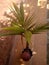 Dwarf coconut tree