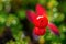 Dwarf cornel or bunchberry cornus suecica on the hill in Teriberka on the Kola Peninsula