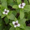 Dwarf cornel, Cornus suecica