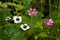 Dwarf cornel Cornus suecica and Arctic Bramble Rubus arcticus flowering in taiga forest
