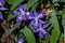 Dwarf crested iris in bloom