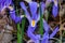Dwarf Crested Iris - Iris cristata