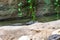 Dwarf crocodile Osteolaemus tetraspis in zoo Barcelona
