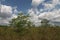 Dwarf Cypress Forest, Everglades National Park.