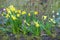 Dwarf daffodils tete a tete in a UK garden flowerbed
