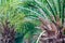 Dwarf date palm seed
