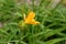 Dwarf daylily