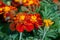 Dwarf double cultivar with deep maroon-mahogany flowers and orange centres Tagetes patula, French Marigold â€˜Tiger Eyes