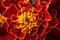 Dwarf double cultivar with deep maroon-mahogany flowers and orange centres Tagetes patula, French Marigold â€˜Tiger Eyesâ€™ macro