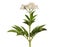Dwarf elderberry blooming plant isolated on white, Sambucus ebulus