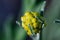 Dwarf everlast immortelle macro